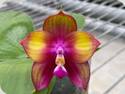 Phal. Mituo Love Rainbow 520